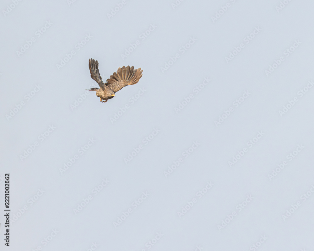 Fototapeta premium A Jungle Babbler