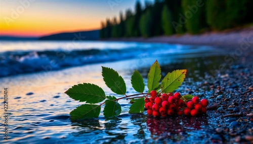 The silence of the shore: rowan berries in the rays of the setting sun.