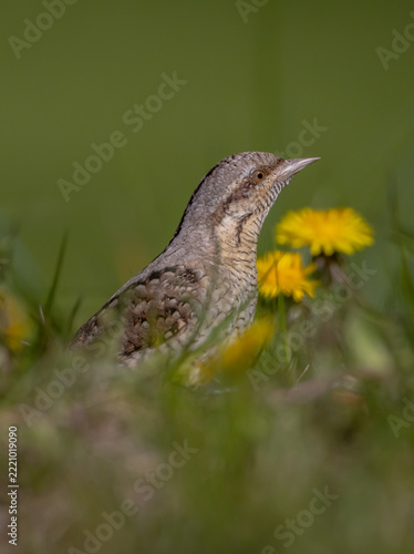 Eurasian Wryneck  - in spring at the garden