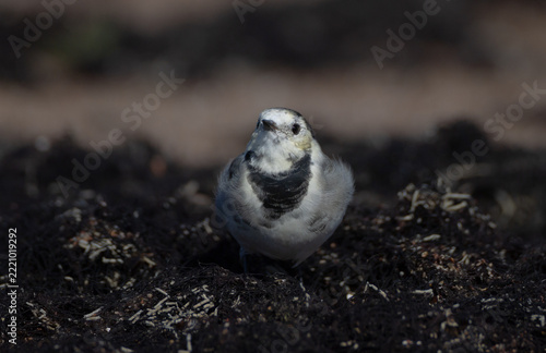 The White Wagtail - adult bird at a seashore on the autumn migration way
