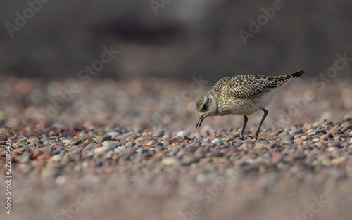 Grey Plover - on the autumn migration way at the Baltic sea shore	