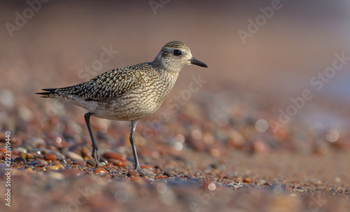 Grey Plover - on the autumn migration way at the Baltic sea shore	