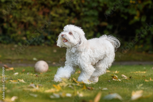 A beautiful small mixed-breed dog frolics and poses in an autumn garden.