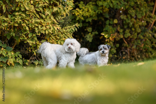 A beautiful small mixed-breed dog frolics and poses in an autumn garden.