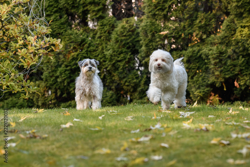 A beautiful small mixed-breed dog frolics and poses in an autumn garden.