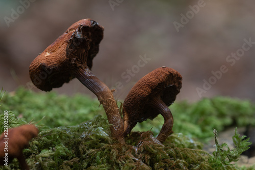 Macro image of Fungi in the woods at Lerryn Cornwall 