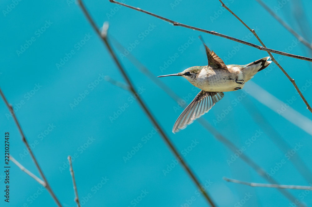 Fototapeta premium Juvenile Ruby-throated Hummingbird in Flight