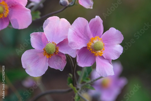 Dark pink Anemone hupehensis ‘Hadspen Abundance’, Japanese windflower in flower.