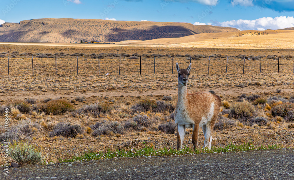 Fototapeta premium Curious wild guanaco standing near the roadside in vast Patagonian steppe looking at camera in Argentina