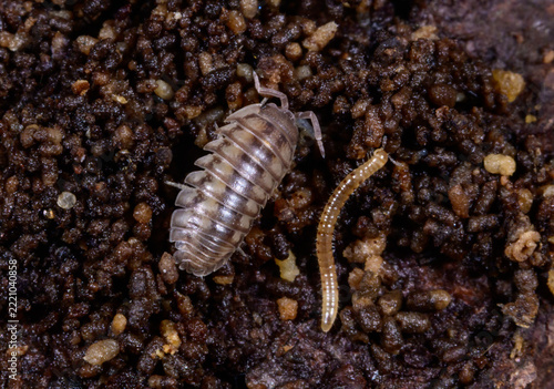 Two typical representatives of soil microfauna: a terrestrial isopod crustacean belonging to the family Armadillidiidae or Oniscidae