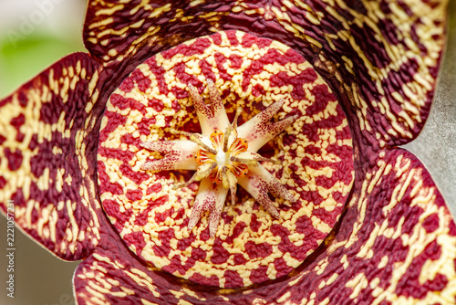 Orbes variegata flower macro photography 