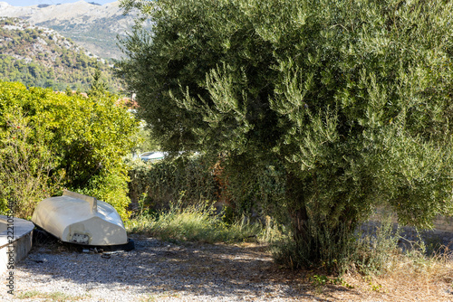Olive tree and overturned boat beside a gravel path with sunlit mountain landscape and dry vegetation in a rural Mediterranean setting