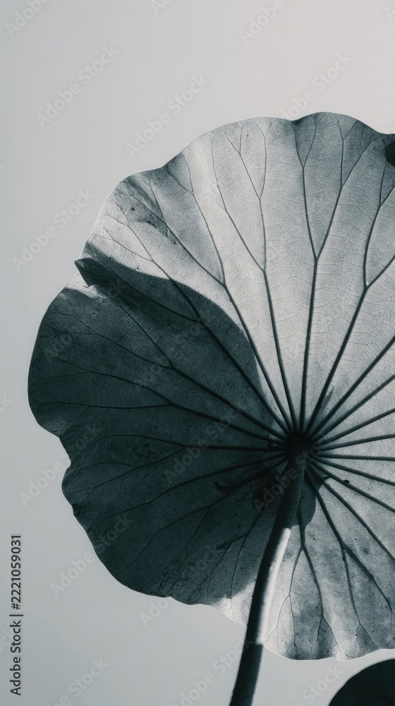 Fototapeta premium Monochrome lotus leaf mobile wallpaper with elegant, minimalist style.