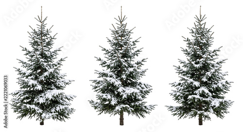 Three isolated snow covered spruce trees set against a clean white background for winter design