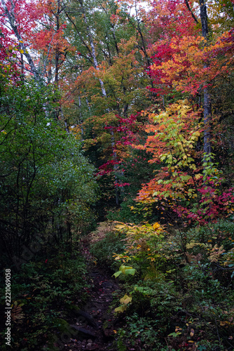 Colorful leaves in the fall vertical
