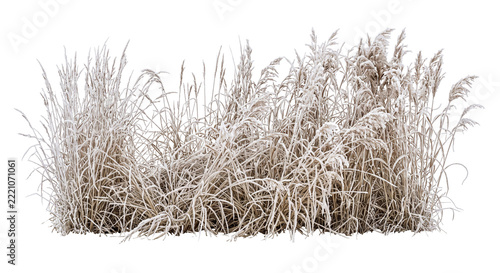 Fotografie Frost covered ornamental grass clump isolated on a clean white background for de