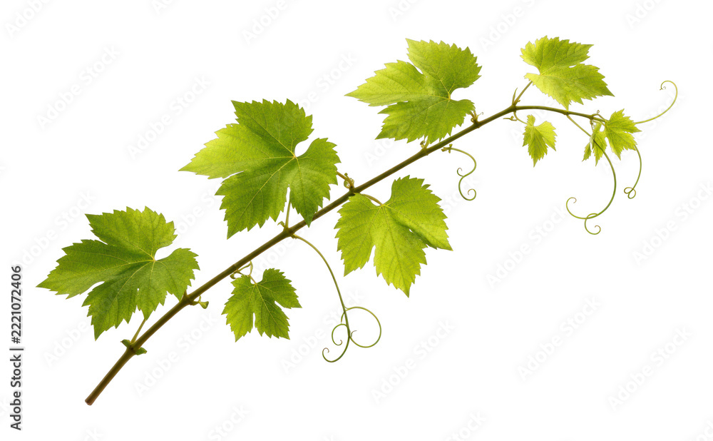 Fototapeta premium PNG Vibrant green vine leaves illustration.