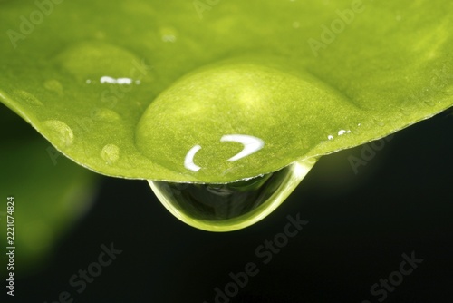 Close up of a drop of water hanging from a leaf