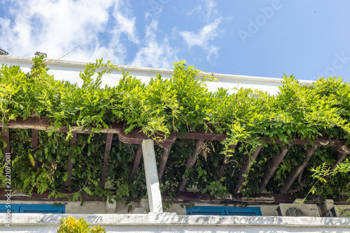 Lush green vines cascading over a white balcony railing beneath a bright blue sky with scattered clouds in a sunlit residential exterior