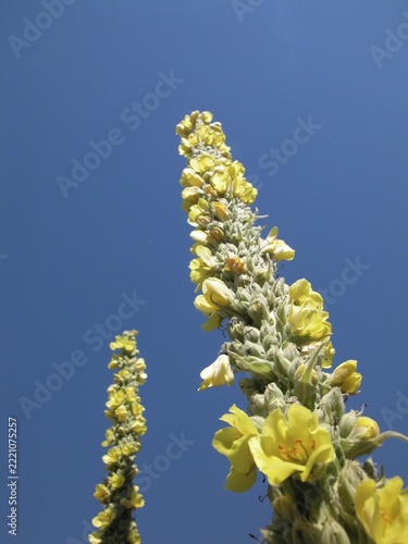 Yellow blossoms