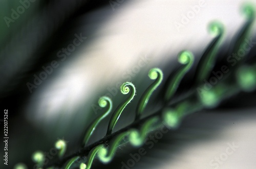 Halm with rolled leafs