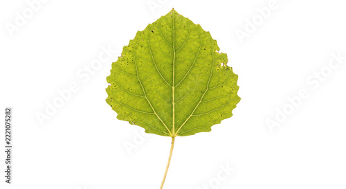 Single vibrant green aspen leaf isolated on a clean white background for botanical design work