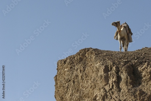 Egypt, Sinai, Dahab, lone camel in the desert
