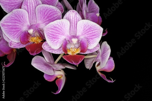 Close-up of a blossom, Phalaenopsis