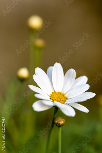 White Daisy Flower Blooming in a Green Garden, Close-Up of Delicate White Petals and Yellow Center Surrounded by Grass in a Fresh Spring Meadow