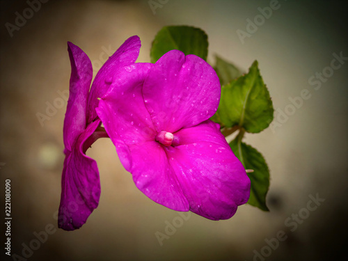 Close-up botanical photograph of vibrant magenta impatiens flowers with delicate water droplets, green leaves and a softly blurred neutral background, highlighting the natural beauty of garden blooms.