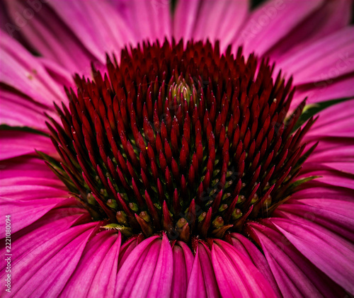 Macro photograph of a vibrant pink purple coneflower (Echinacea), featuring a dark burgundy spiky centre surrounded by radiating magenta petals, creating a dramatic abstract botanical composition.