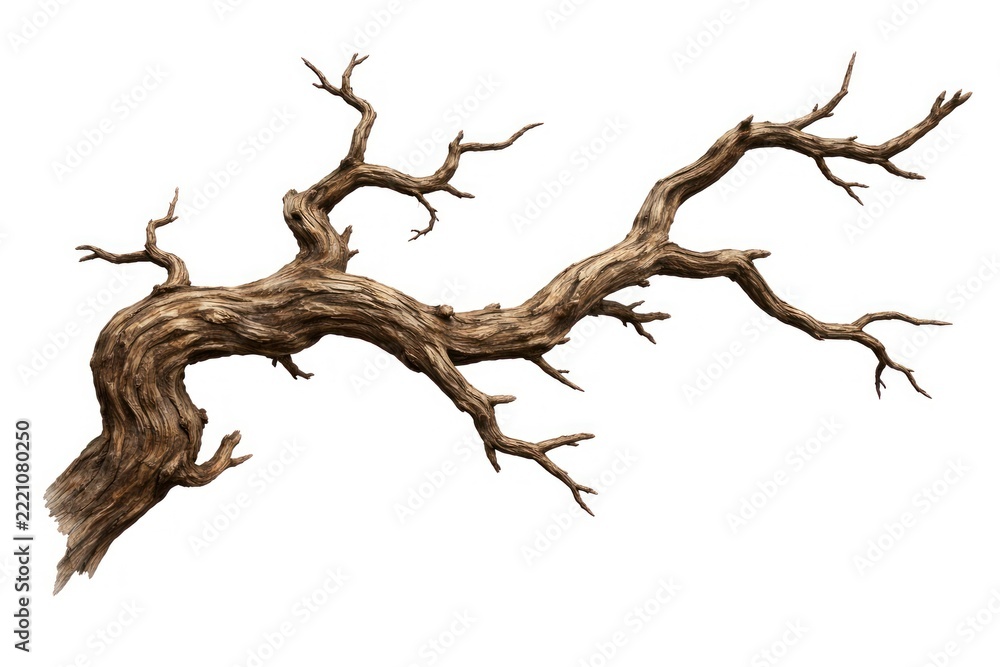 Fototapeta premium Twisted dry tree branch on white background