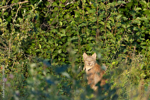 Canadian Lynx sitting still camouflaged hiding in the tall grass brush and weeds in daytime at golden hour looking ahead staring at viewer