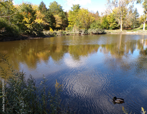 Fall landscape with trees and pond