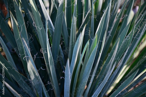 Yucca Plant