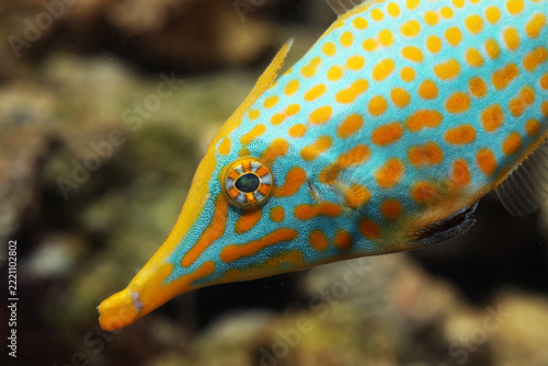 Orange spotted filefish or Longnose Filefish (Oxymonacanthus longirostris) close up