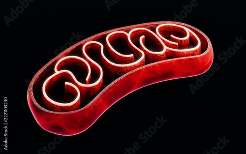 Mitochondrial metabolism visualizing fat oxidation and oxygen consumption producing ATP energy for cellular function, highlighting bioenergetics and respiration processes in human biological systems. 