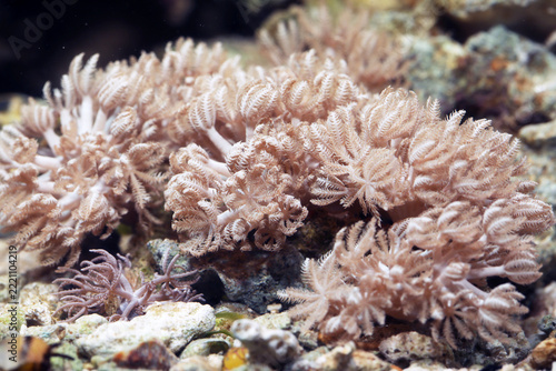 Pom Pom or Pulsing Xenia coral in reef tank