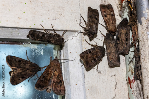 Australian Bogong Moths clustered around an old window