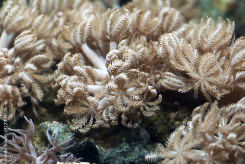 Close up of Pom Pom or Pulsing Xenia coral in reef tank