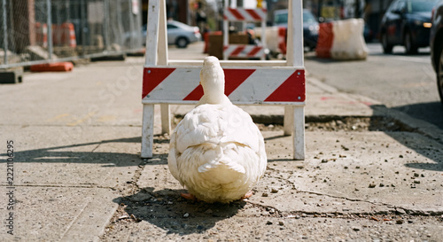 Rear view of white duck sitting before construction roadblock in city