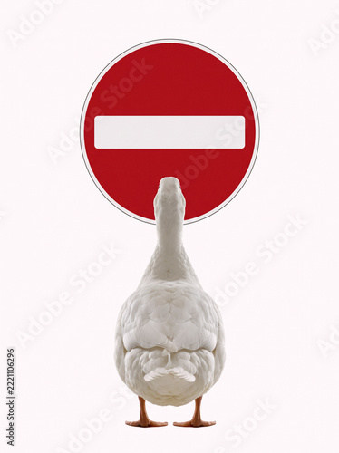 Back View of White Duck Standing in Front of No Entry Sign