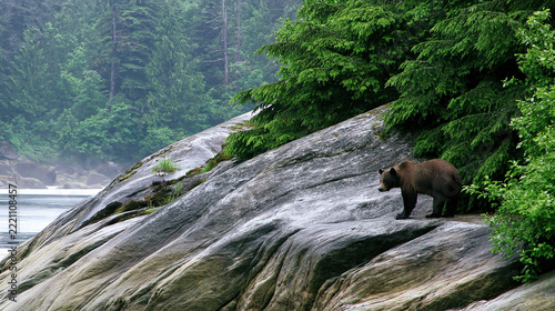 Bear Climbing Rocky Cliff in Lush Forest