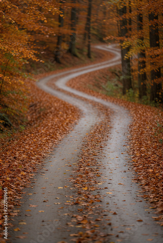 Telephoto view of winding autumn forest road with leaves