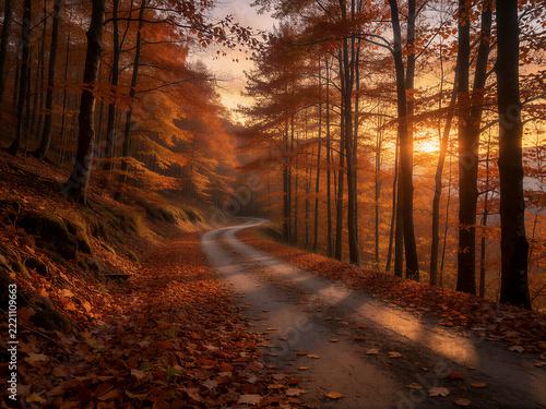 Winding autumn forest road with leaves at sunset