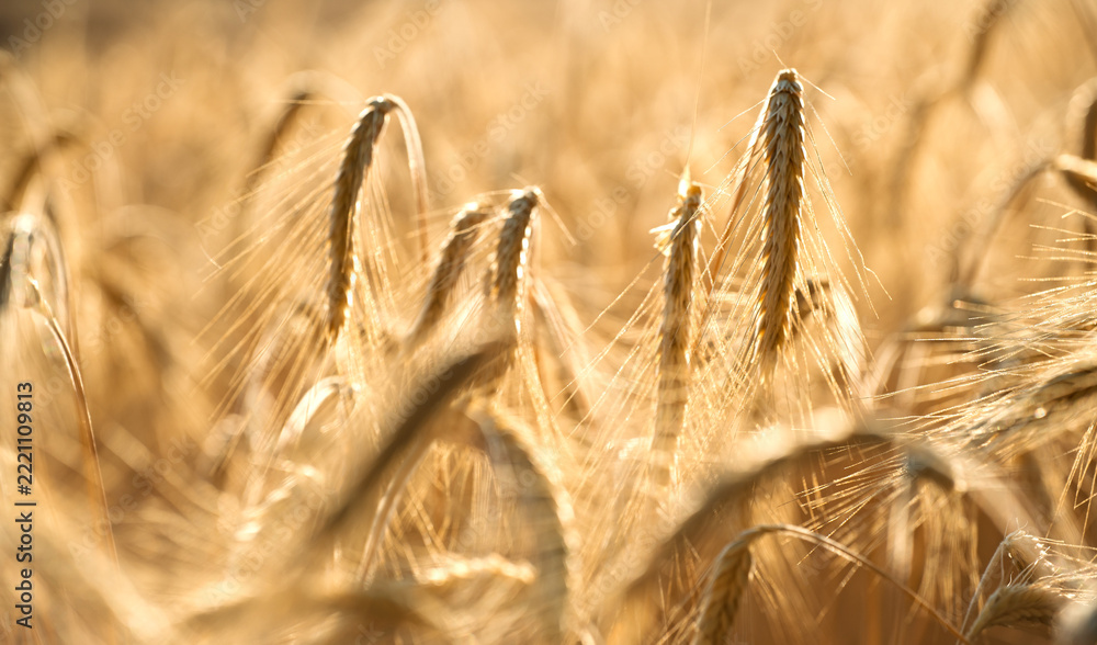 Naklejka premium Sunlit ripe wheat heads in golden field
