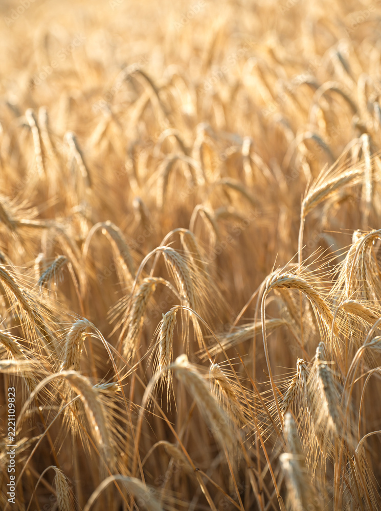 Naklejka premium Ripe golden wheat growing in dense field