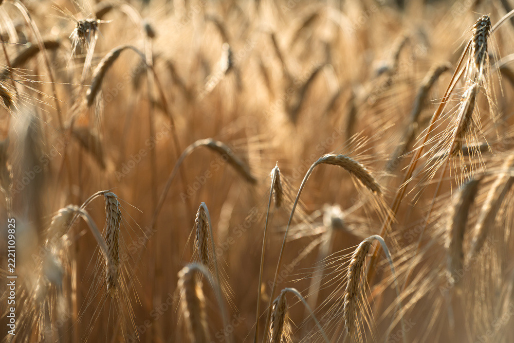 Naklejka premium Ripe wheat heads in golden grain field