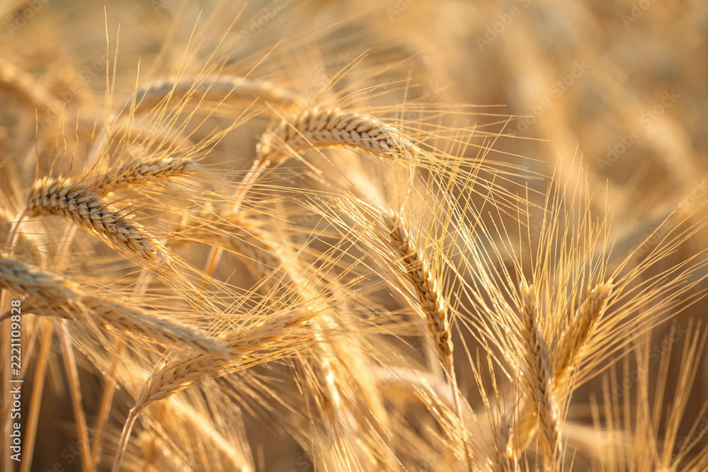 Fototapeta premium Close-up of ripe golden wheat heads