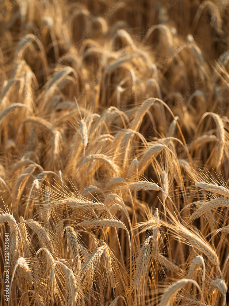 Naklejka premium Dense golden wheat heads filling summer field